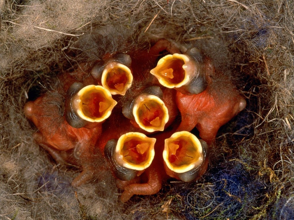Hungry Baby Birds
